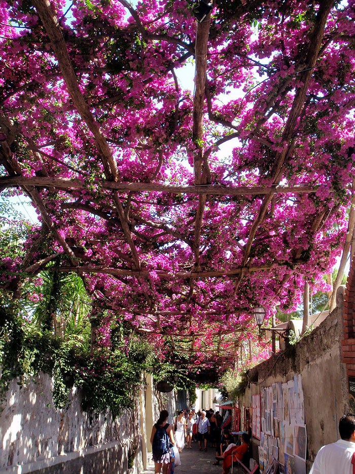 รวม 15 ที่สุดแห่ง “ถนนสุดสวย” รายล้อมด้วยหมู่ดอกไม้ต้นไม้