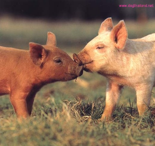 Bacio porci.PNG