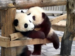 Panda 2.PNG