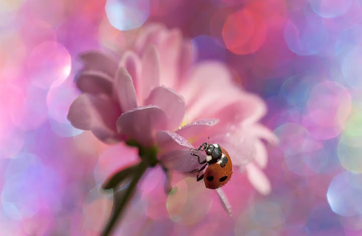 ladybugphoto5