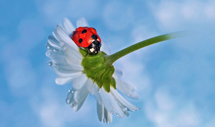ladybugphoto9