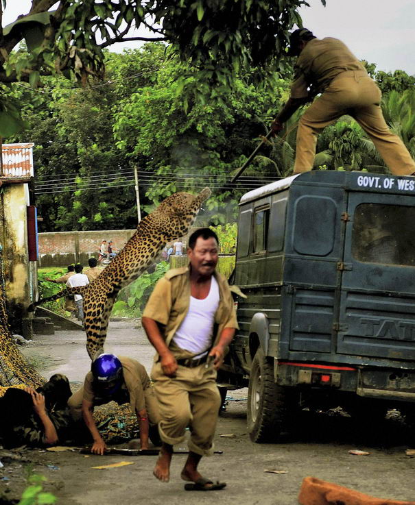 APTOPIX India Wildlife