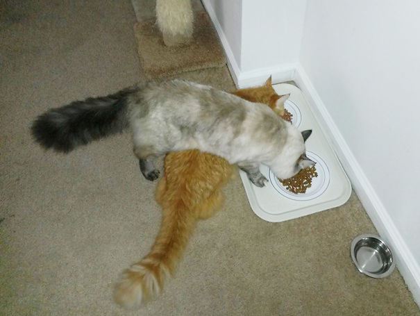 Examples-Of-Cat-Logic-We-Humans-May-Never-Understand-11