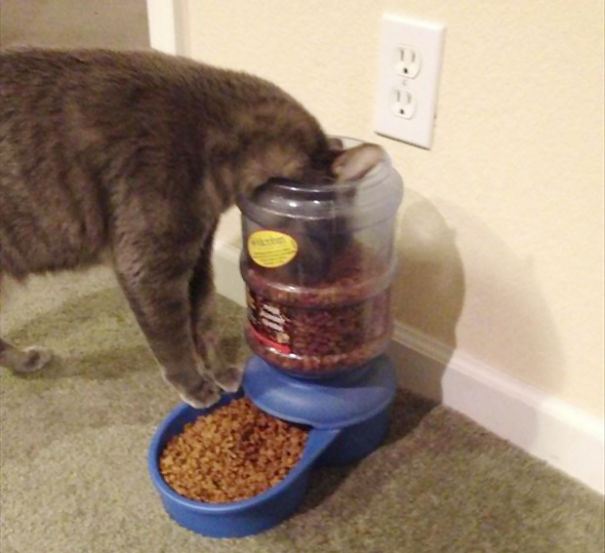 Examples-Of-Cat-Logic-We-Humans-May-Never-Understand-22