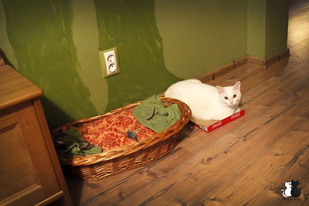 Examples-Of-Cat-Logic-We-Humans-May-Never-Understand-27