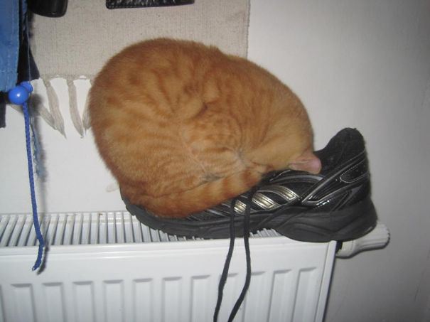 Examples-Of-Cat-Logic-We-Humans-May-Never-Understand-32