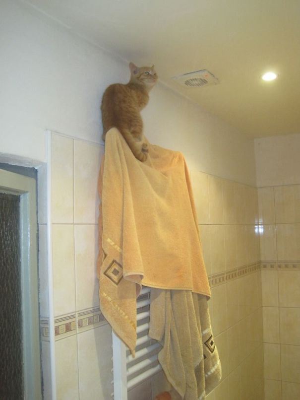 Examples-Of-Cat-Logic-We-Humans-May-Never-Understand-33