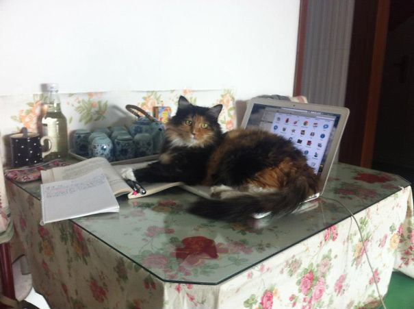 Examples-Of-Cat-Logic-We-Humans-May-Never-Understand-34