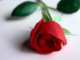 สีกุหลาบบอกความรู้สึก สีกุหลาบบอกความรู้สึก