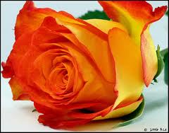 สีกุหลาบบอกความรู้สึก สีกุหลาบบอกความรู้สึก