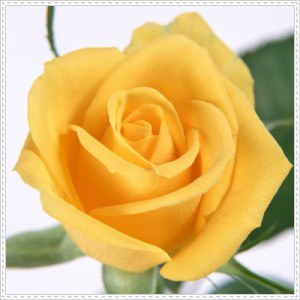 สีกุหลาบบอกความรู้สึก สีกุหลาบบอกความรู้สึก