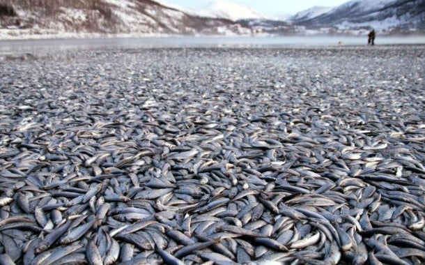 Fish-washed-ashore-Norway-610x380