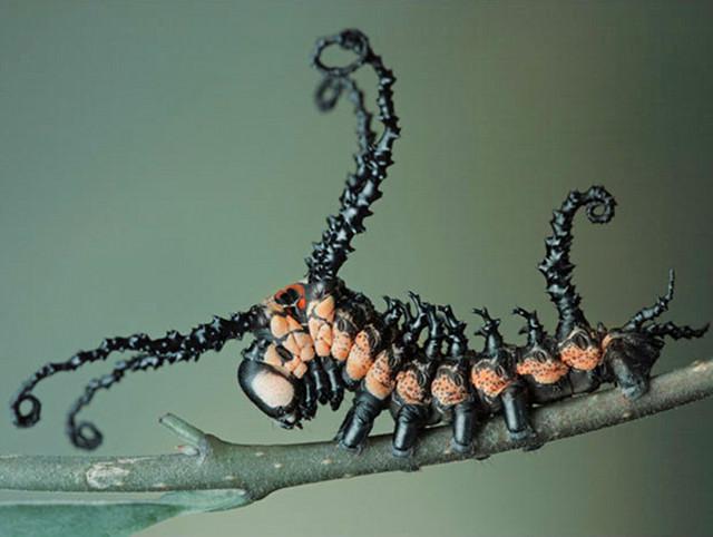 Bhumro Insect 10 แมลงหน้าตาประหลาดสุดขอบโลก