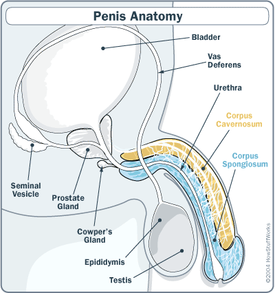 นกเขาไม่ขัน