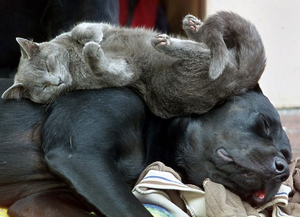 cats-sleeping_6