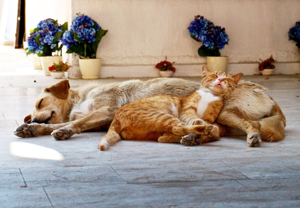 cats-sleeping_18