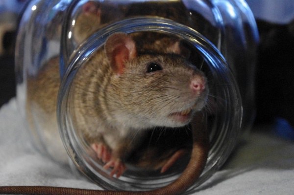 แหม่ เนียนนะครับ! 9 เมนูจานเด็ดจากจีน ที่ถ้าไม่บอกก็ไม่รู้ว่าเป็นอาหารปลอม! แหม่ เนียนนะครับ! 9 เมนูจานเด็ดจากจีน ที่ถ้าไม่บอกก็ไม่รู้ว่าเป็นอาหารปลอม!