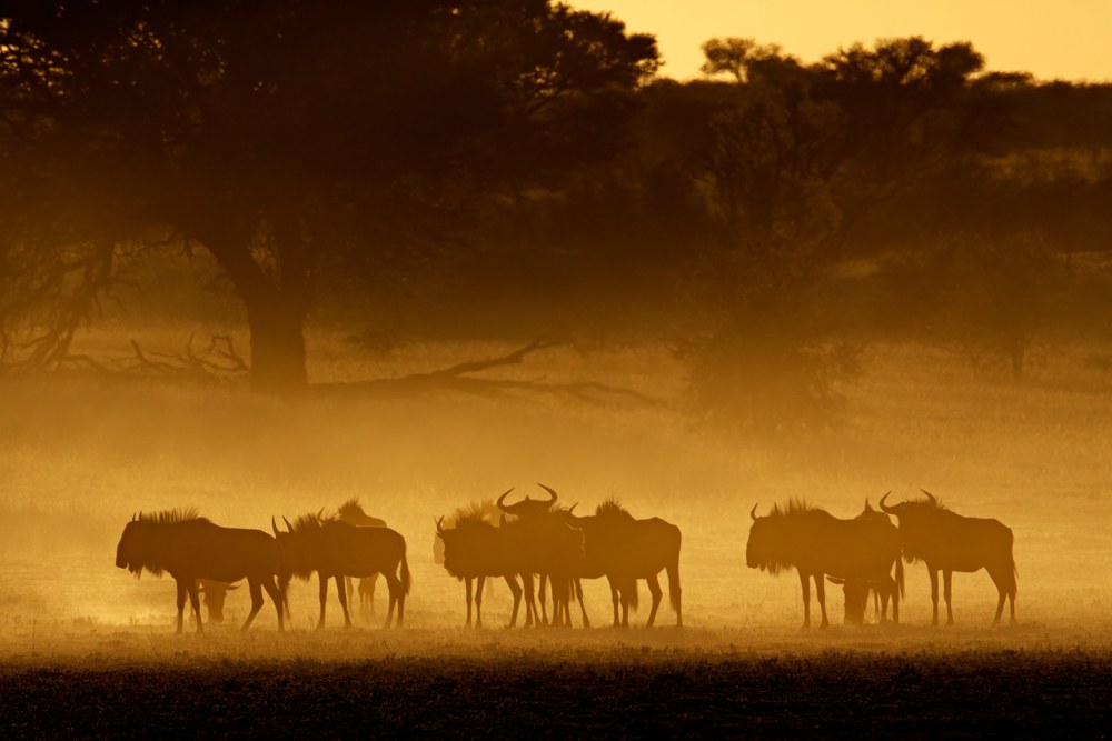 kalahari desert