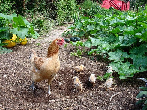 043ffc5036cc52e4e468fb13f49be61b_490x