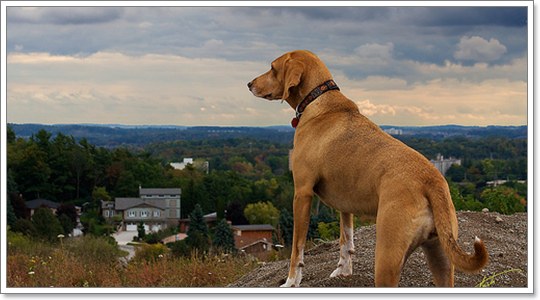 Dogilike.com :: เชื่อหรือไม่ว่า สุนัข สามารถเตือนภัยธรรมชาติได้