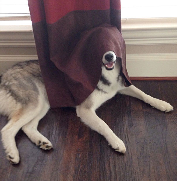 hiding-ninja-funny-dogs-3