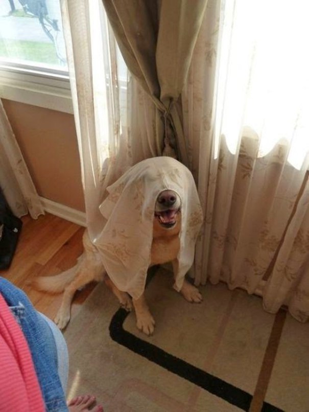 hiding-ninja-funny-dogs-5