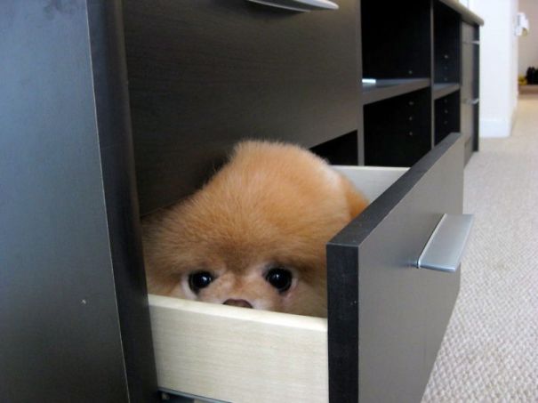 hiding-ninja-funny-dogs-6