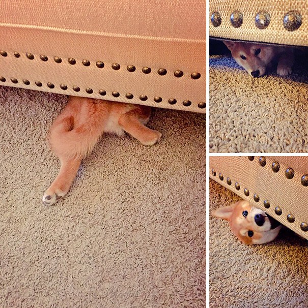 hiding-ninja-funny-dogs-7