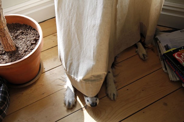 hiding-ninja-funny-dogs-14