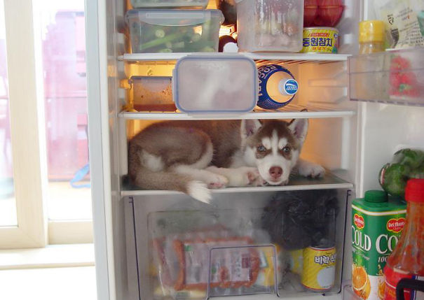 hiding-ninja-funny-dogs-15