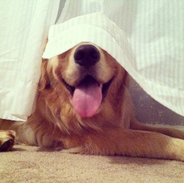 hiding-ninja-funny-dogs-16