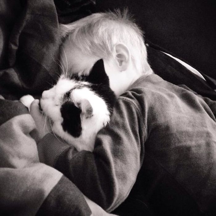 Adorable Photos That Prove Every House Needs A Cat (40 pics)