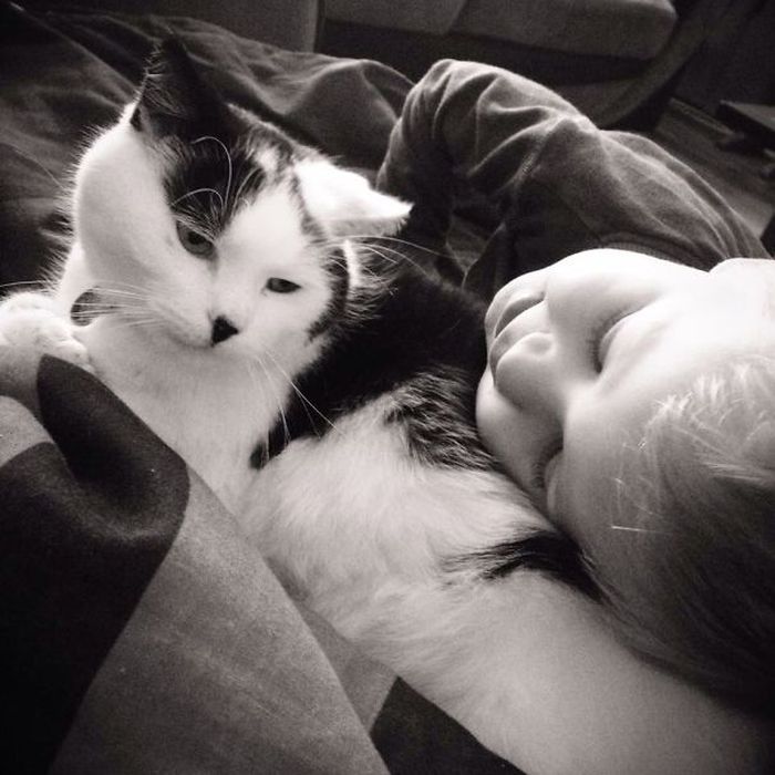 Adorable Photos That Prove Every House Needs A Cat (40 pics)