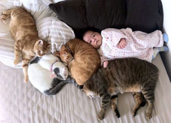 Adorable Photos That Prove Every House Needs A Cat (40 pics)