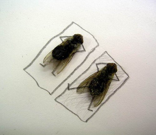 Art-Dead-Flies-02