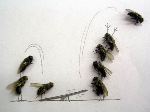 Art-Dead-Flies-06