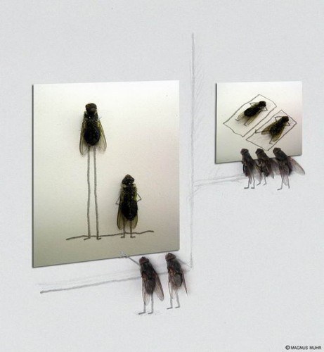 Art-Dead-Flies-09