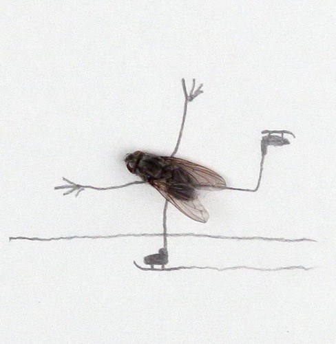 Art-Dead-Flies-10