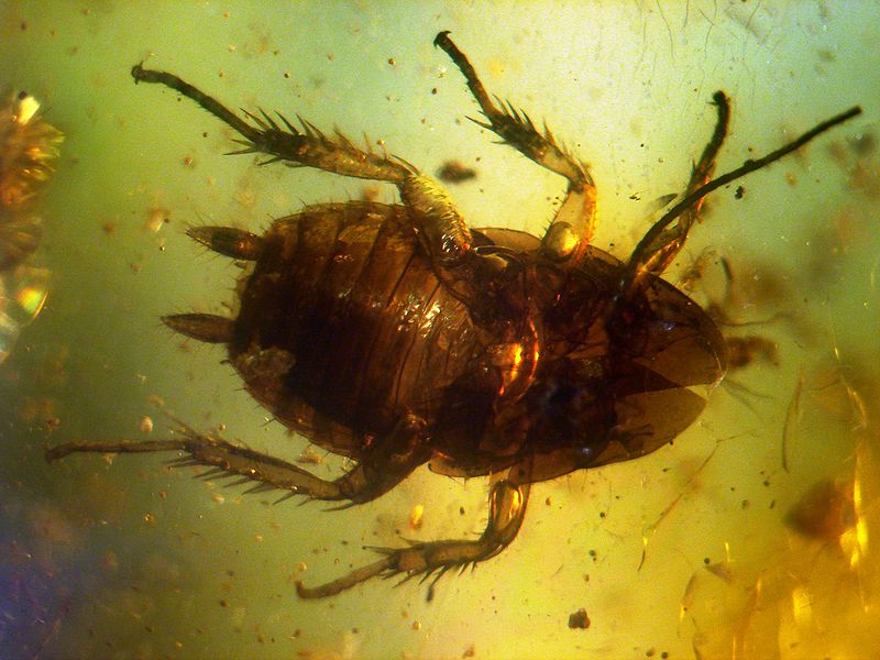 File:Baltic amber inclusions - Cockroach (Pterygota, Neoptera, Dictyoptera, Blattodea).JPG