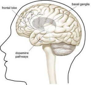 Dopamin-pathways