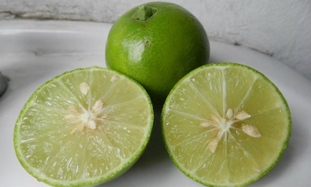 กลางกรุง ทำสวนมะนาว ก็รวยได้ง่ายๆ