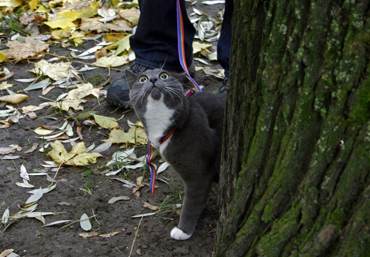 0d3e2061-54c0-4707-85c3-8a2401e7fe9d