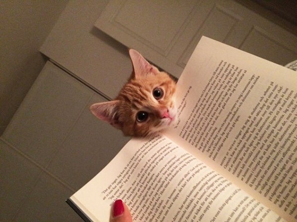 chicministry-cats-ask-for-attention-while-human-reading-S1