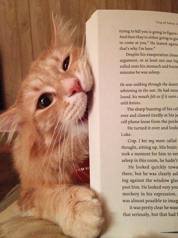 chicministry-cats-ask-for-attention-while-human-reading-S2
