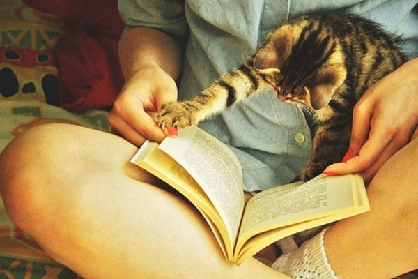 chicministry-cats-ask-for-attention-while-human-reading-S3