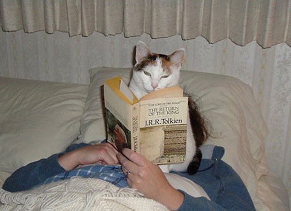 chicministry-cats-ask-for-attention-while-human-reading-S8