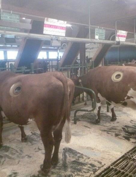 ทำไมวัวทุกตัวของฟาร์มแห่งนี้ ถึงมีรู?