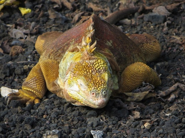 galapagos