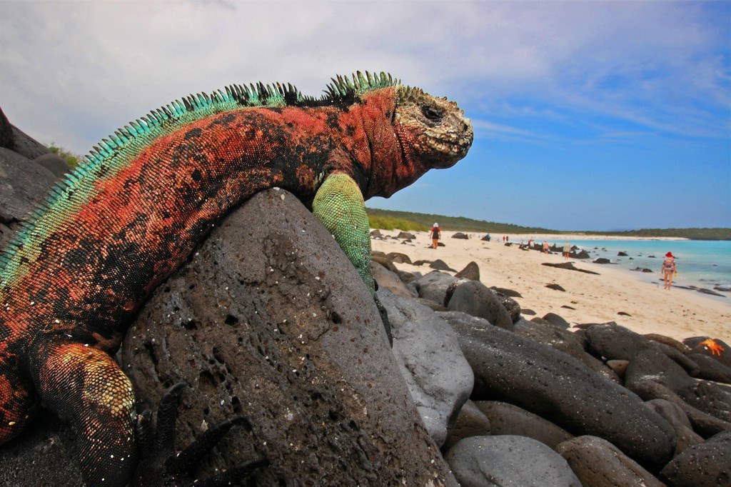 galapagos