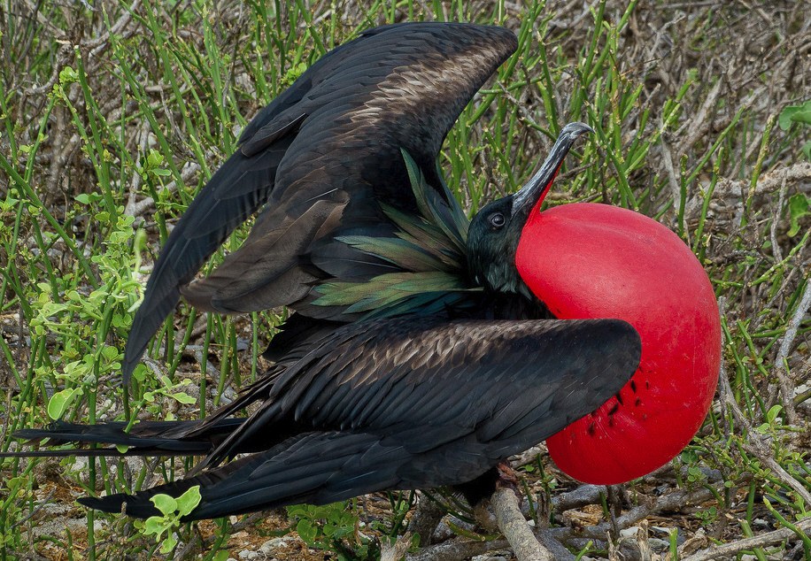 galapagos Birds